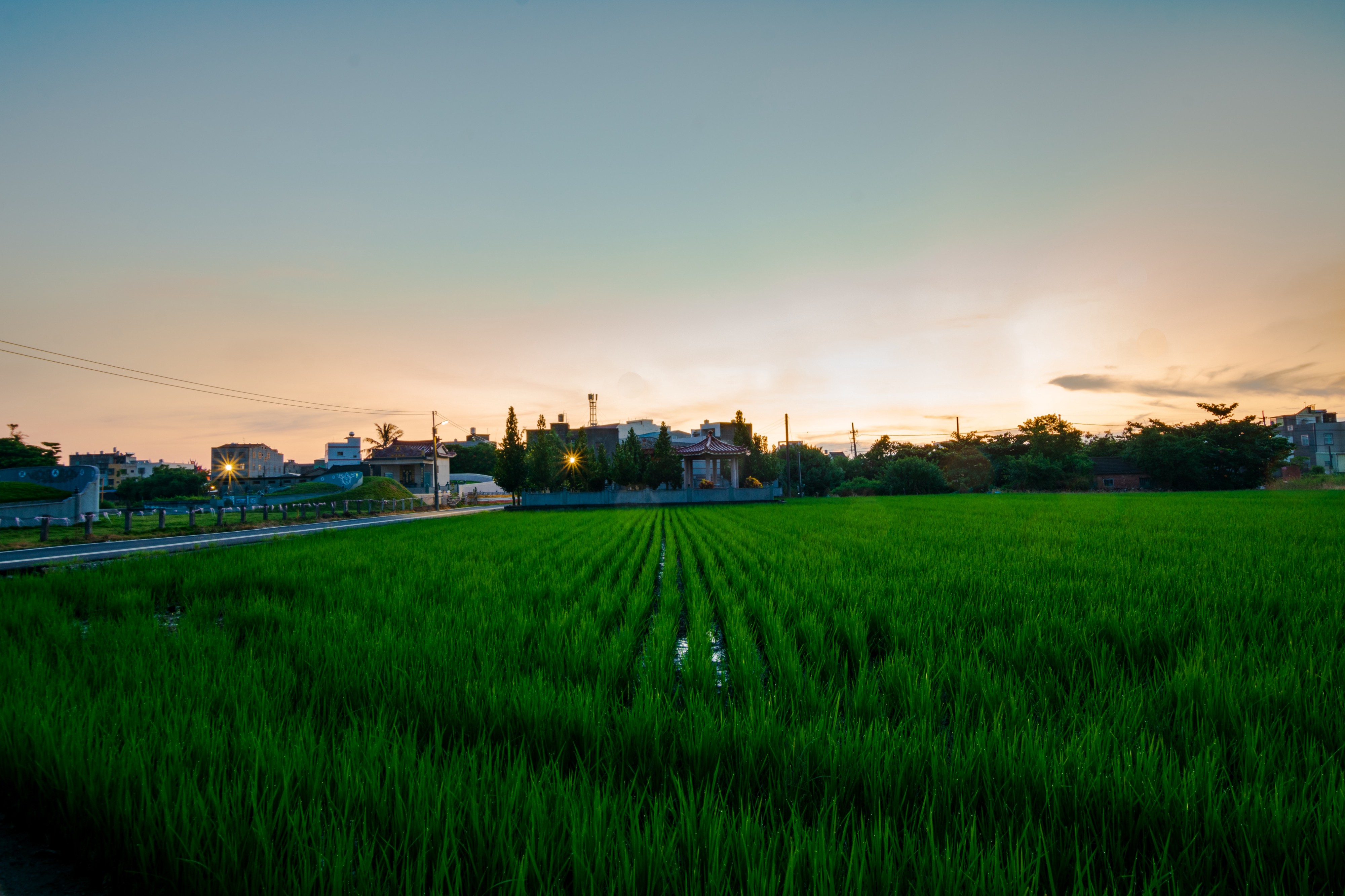 Rice fields right outside 宜梧 (YiWu) Junior High School during sunset (taken on my Nikon D3400)